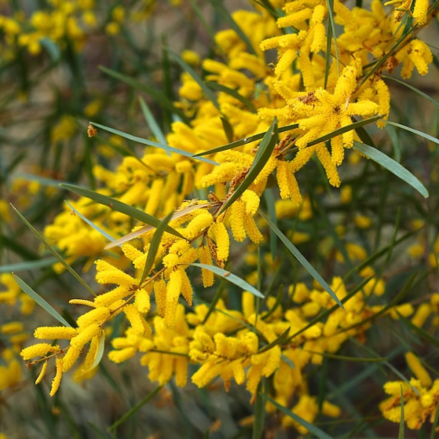 Acacia floribunda 'Gossamer Wattle'
