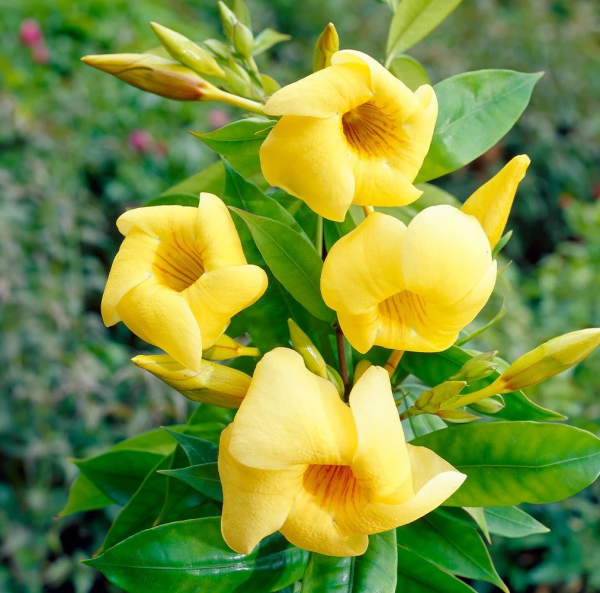 Allamanda cathartica 'Golden Trumpet'