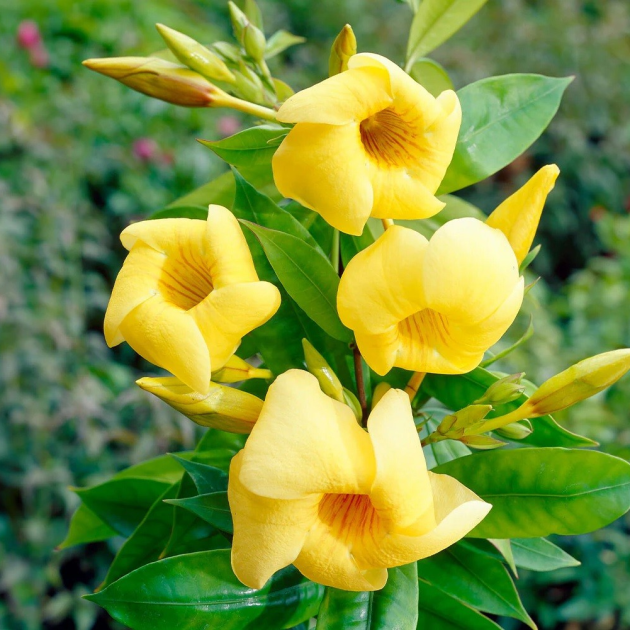 Allamanda cathartica 'Golden Trumpet'