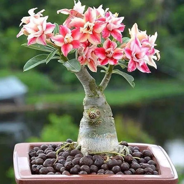 Adenium obesum 'Desert Rose'