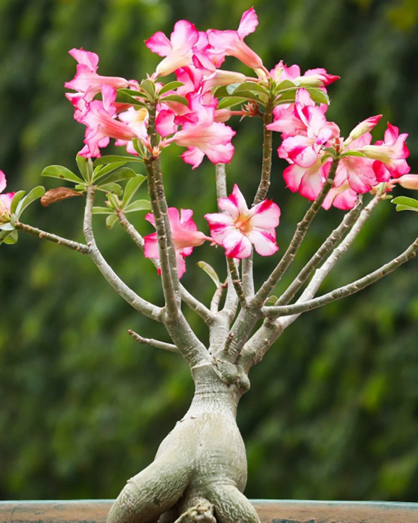 Adenium obesum 'Desert Rose' - Image 3