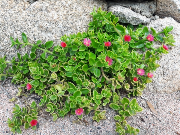 Aptenia cordifolia 'Heartleaf Ice Plant' - Image 3