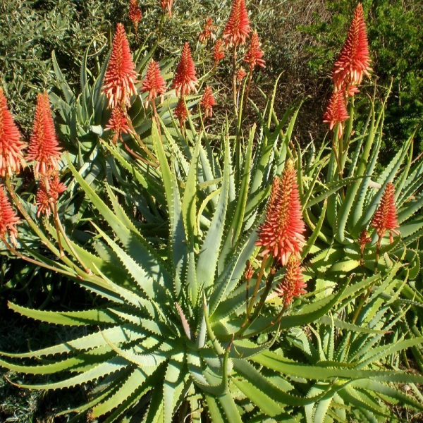 Aloe arborescens 'Krantz Aloe' - Image 3