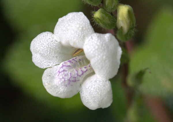 Asystasia gangetica 'Creeping Foxglove'