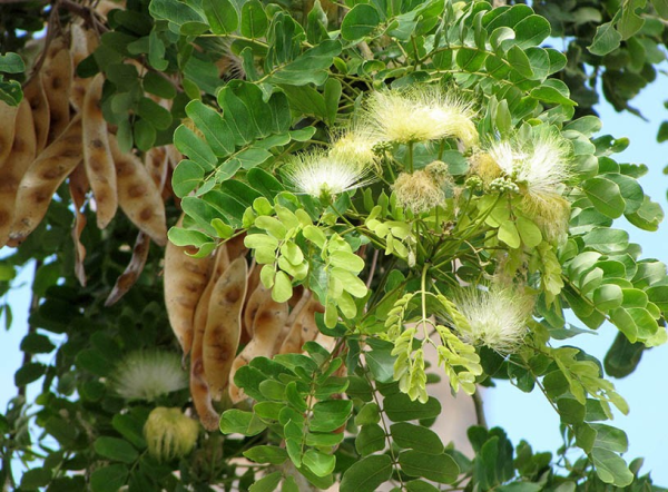Albizia lebbeck 'Siris Tree' - Image 3