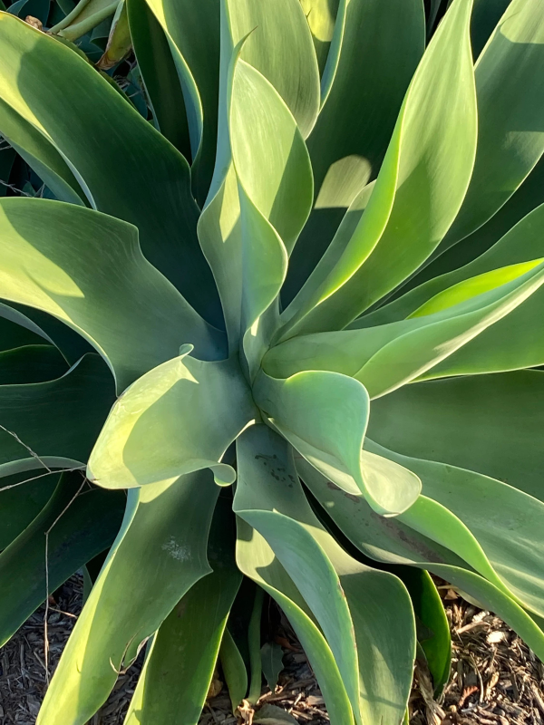 Agave attenuata 'Foxtail Agave' - Image 2
