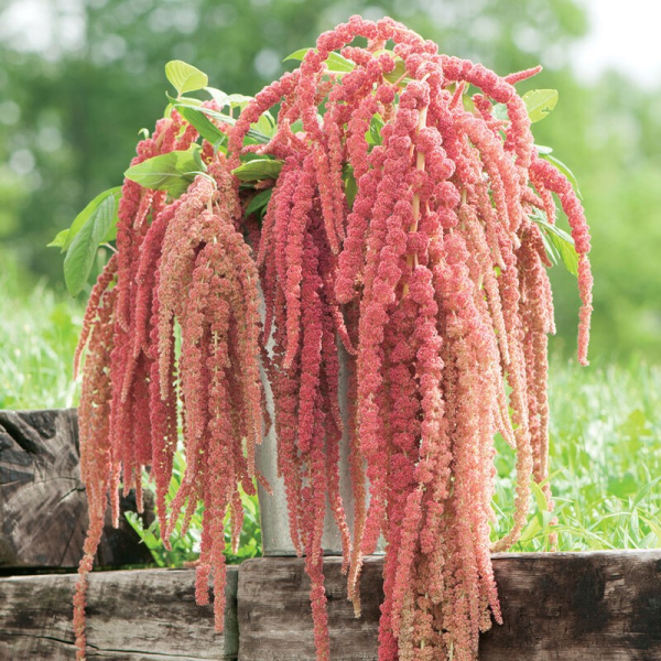 Amaranthus caudatus "Mix Colors"