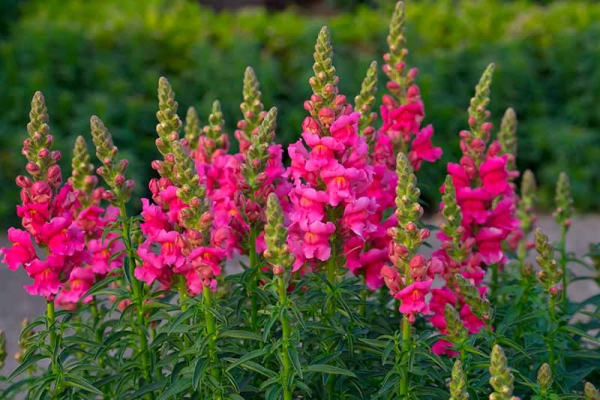 Antirrhinum majus 'Snapdragon' - Image 3
