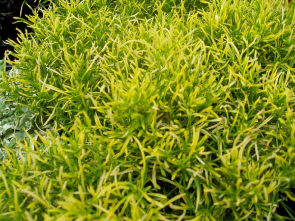 Alternanthera ficoidea 'Gold' - Image 2