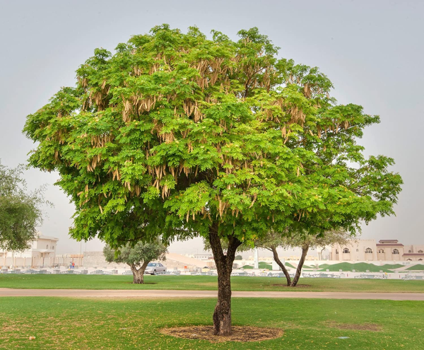 Albizia lebbeck 'Siris Tree'