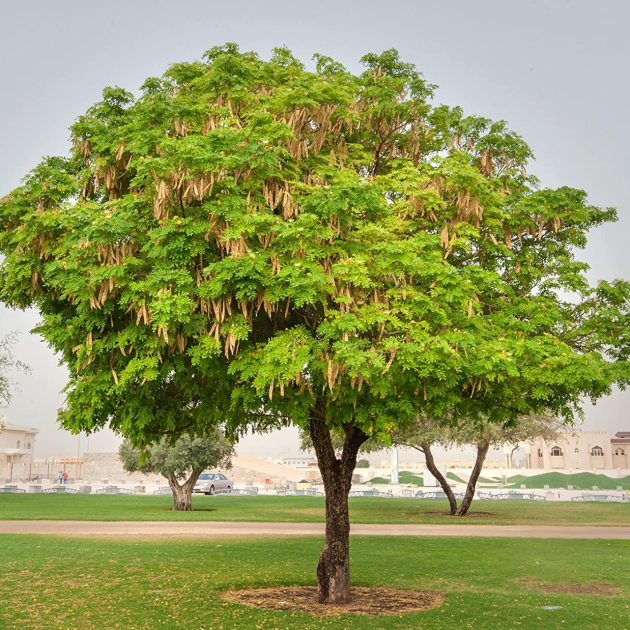Albizia lebbeck 'Siris Tree'