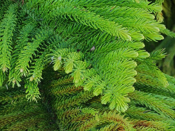 Araucaria heterophylla 'Norfolk Island Pine' - Image 3