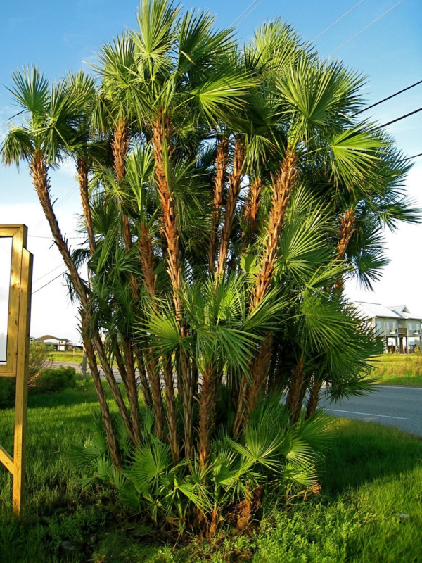 Acoelorraphe wrightii 'Paurotis Palm'