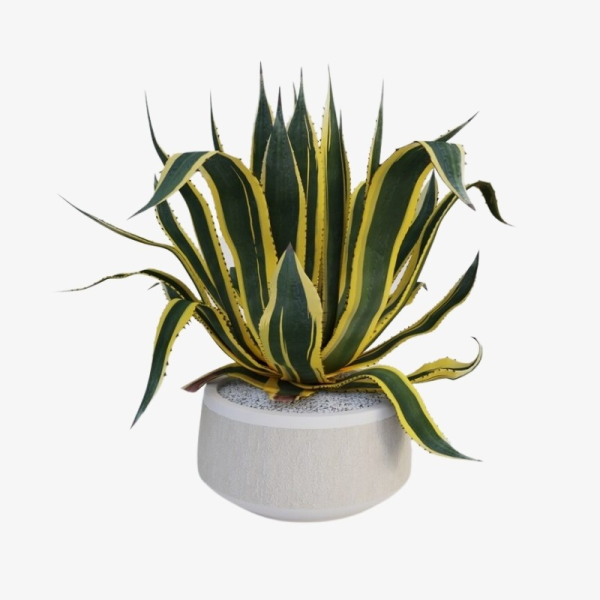 Agave americana 'Century Plant' - Image 2