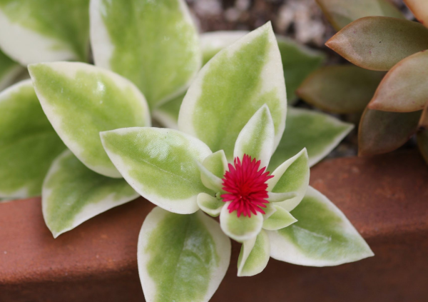 Aptenia cordifolia 'Heartleaf Ice Plant' - Image 2