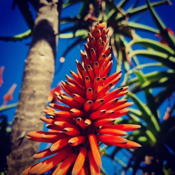 Aloe arborescens 'Krantz Aloe'