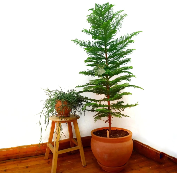 Araucaria heterophylla 'Norfolk Island Pine'