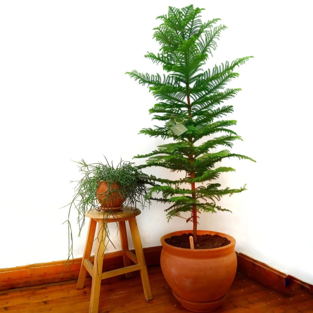 Araucaria heterophylla 'Norfolk Island Pine'