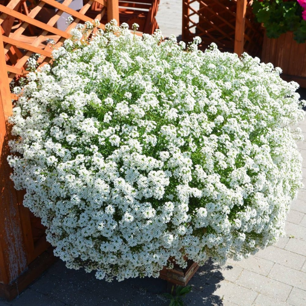 Alyssum maritima "Mix Colors" - Image 3