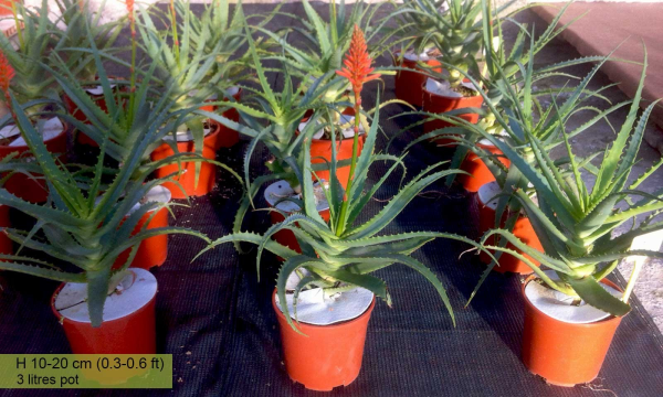 Aloe arborescens 'Krantz Aloe' - Image 2