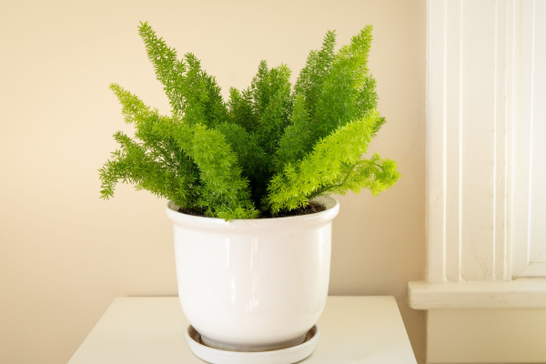 Asparagus sprengeri 'Sprenger's Asparagus Fern'