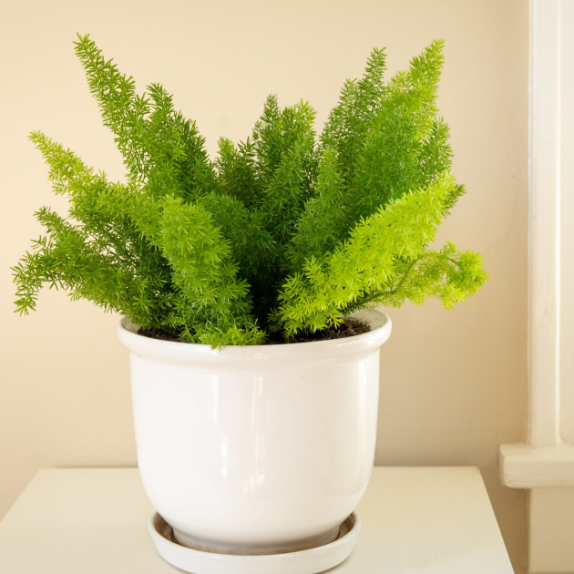 Asparagus sprengeri 'Sprenger's Asparagus Fern'