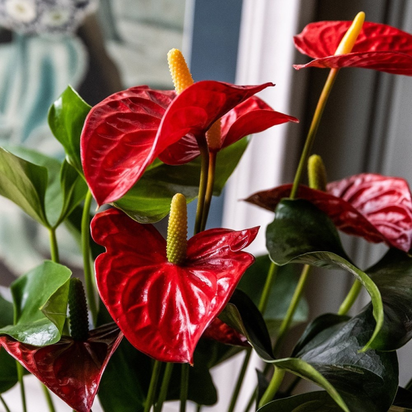 Anthurium andraeanum 'Flamingo Flower' - Image 2
