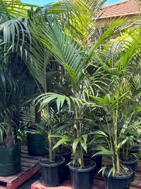 Archontophoenix cunninghamiana 'Bangalow Palm'