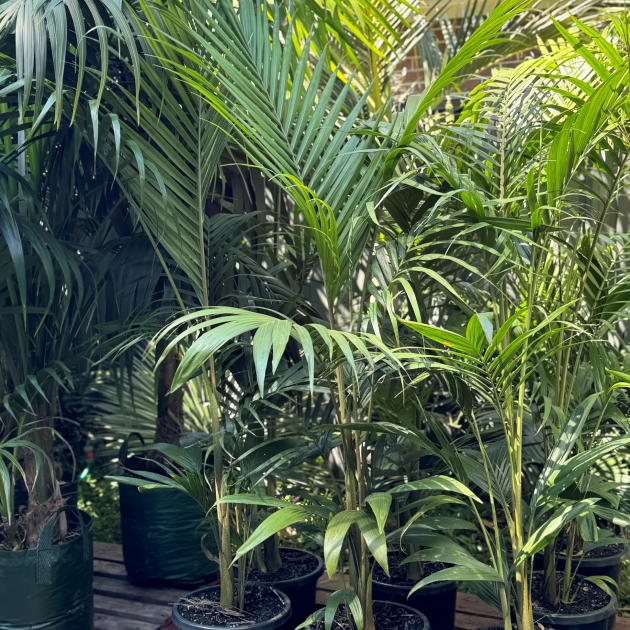 Archontophoenix cunninghamiana 'Bangalow Palm'