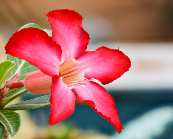 Adenium obesum 'Desert Rose' - Image 2
