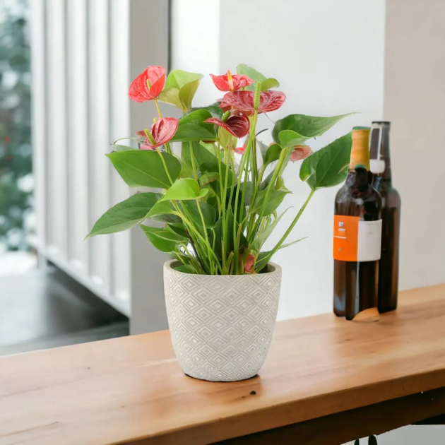 Anthurium andraeanum 'Flamingo Flower'