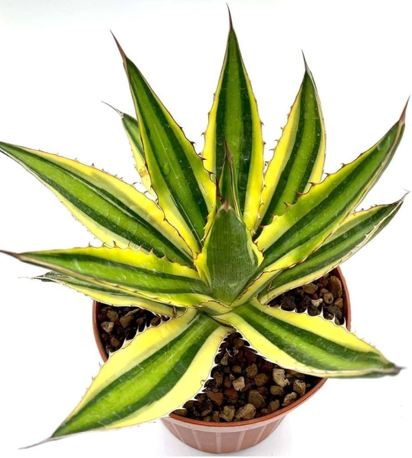 Agave americana 'Century Plant'