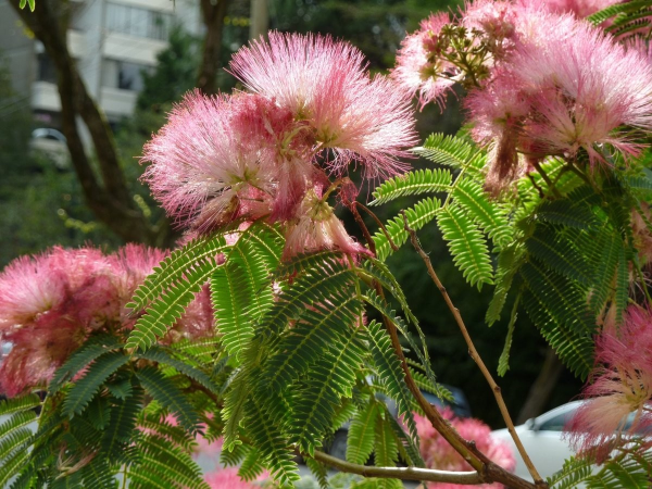 Albizia julibrissin 'Silk Tree' - Image 3