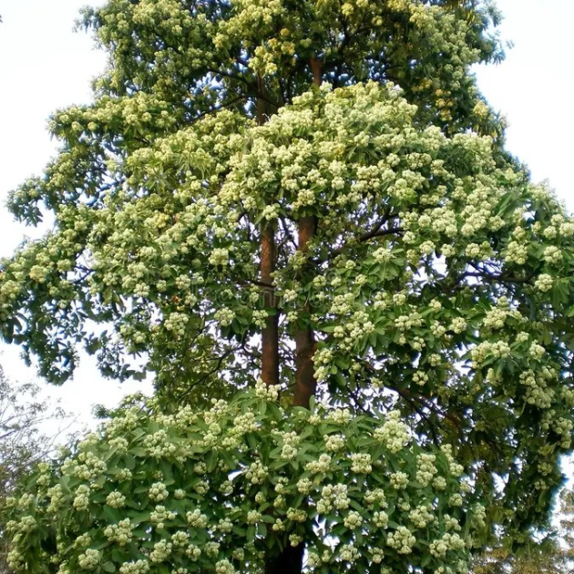 Alstonia scholaris 'Blackboard Tree'