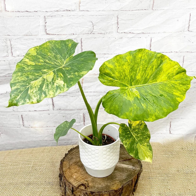 Alocasia gageana 'Dwarf Elephant Ear'