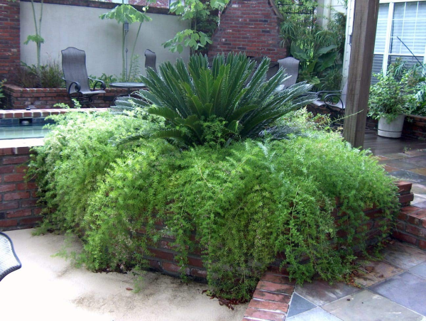 Asparagus sprengeri 'Sprenger's Asparagus Fern' - Image 2