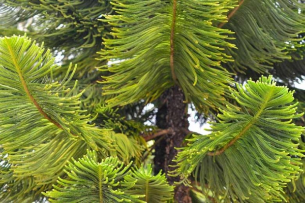 Araucaria heterophylla 'Norfolk Island Pine' - Image 2