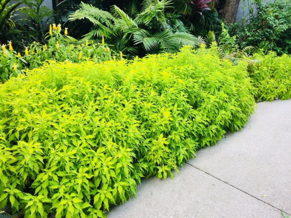 Alternanthera ficoidea 'Gold'