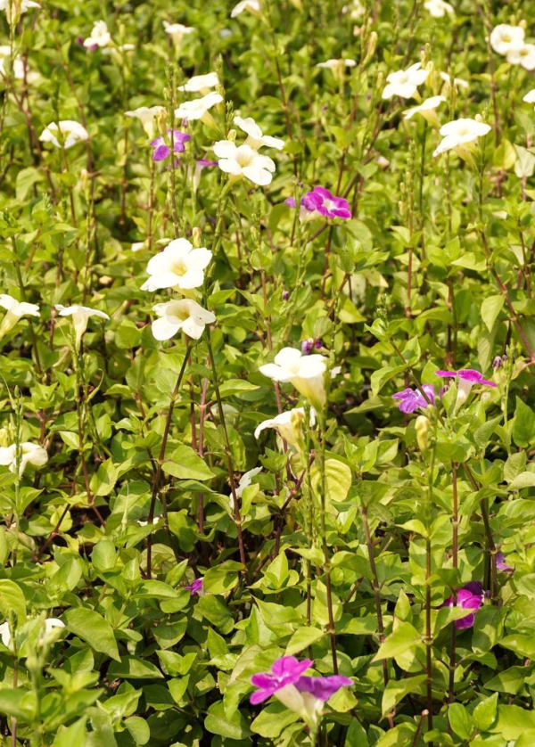 Asystasia gangetica 'Creeping Foxglove' - Image 2