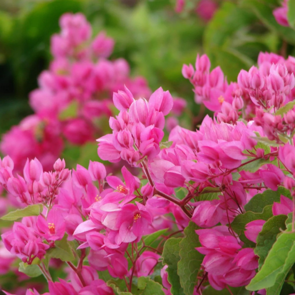 Antigonon leptopus 'Coral Vine' - Image 2
