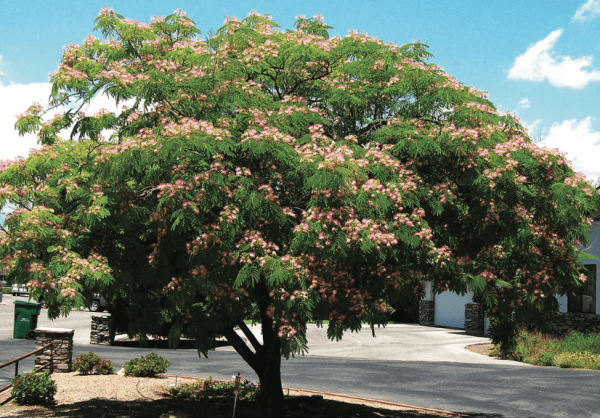 Albizia julibrissin 'Silk Tree' - Image 2