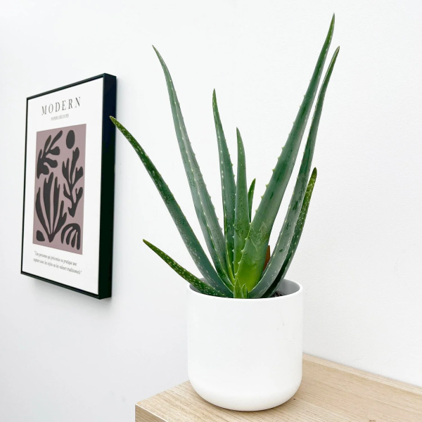 Aloe vera 'Medicinal Aloe'