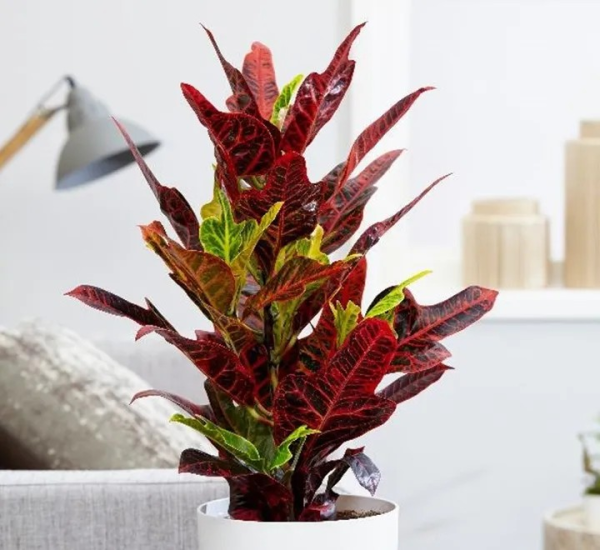 Codiaeum variegatum 'Excellent'