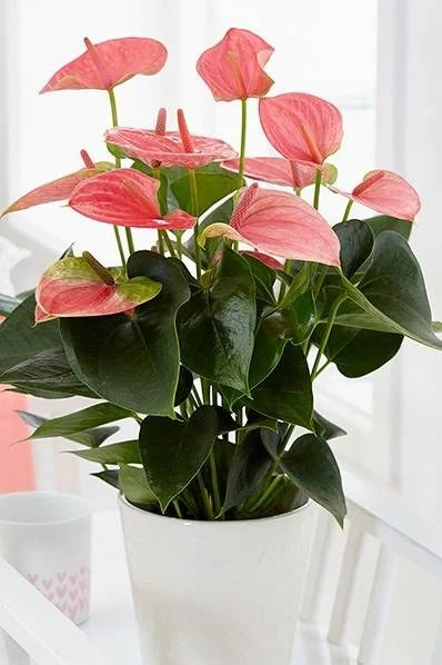 Anthurium Pink