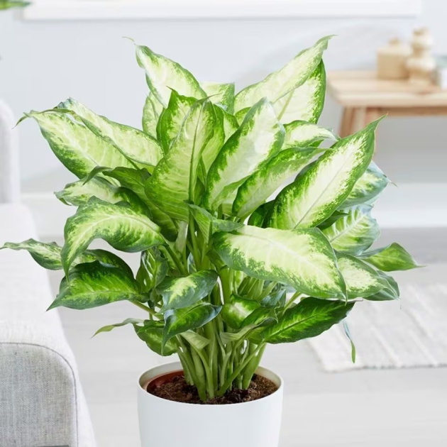 Dieffenbachia 'Camilla'