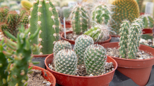 Cactus Collection – Only AED 39 Each! - Image 3