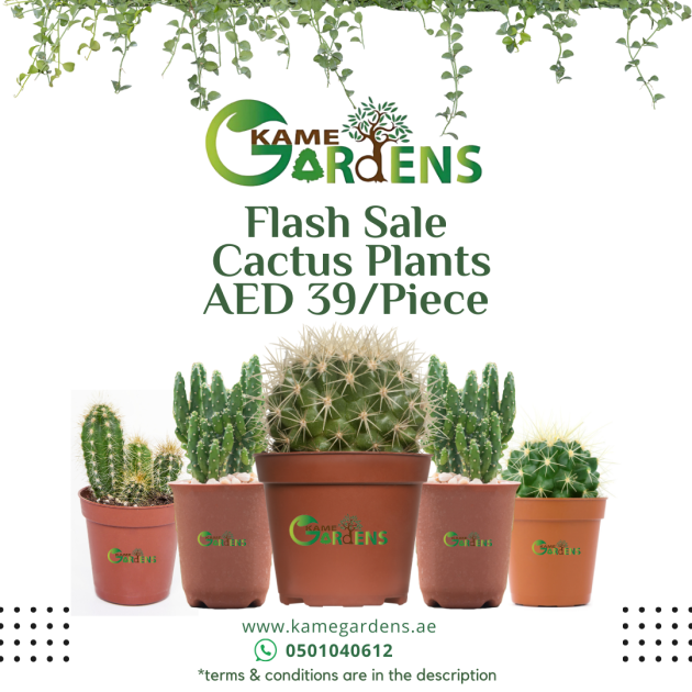 Cactus Collection – Only AED 39 Each!