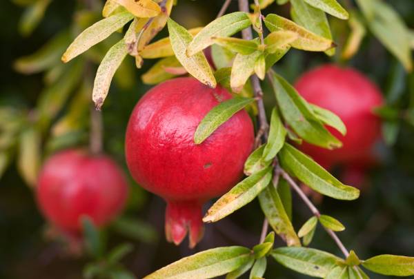 Punica granatum 'Pomegranate Tree' - Image 2