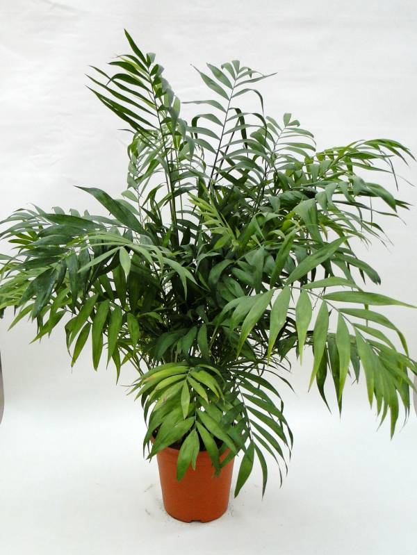 amaedorea elegans 'Parlor Palm'