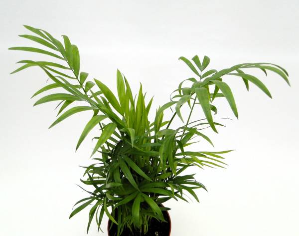 amaedorea elegans 'Parlor Palm' - Image 3